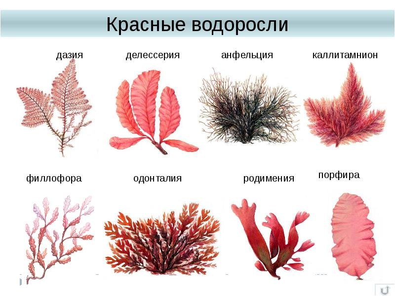 Красные водоросли багрянки представители
