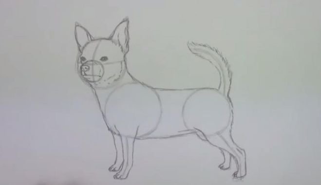 Чихуахуа рисунок