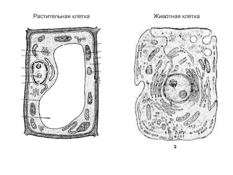 Строение животной и растительной клетки рисунок с подписями