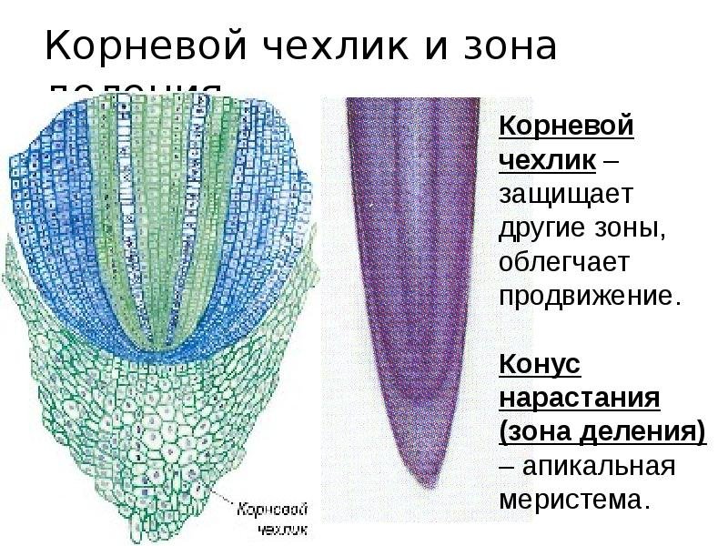 Кончик корня корневой чехлик