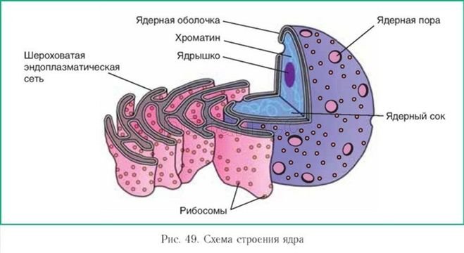 Схема строения эндоплазматической сети