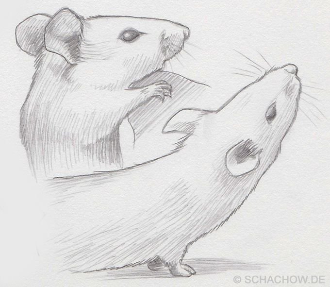 Рисунок крысы для срисовки