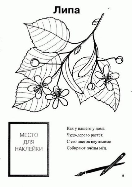 Раскраска липа дерево