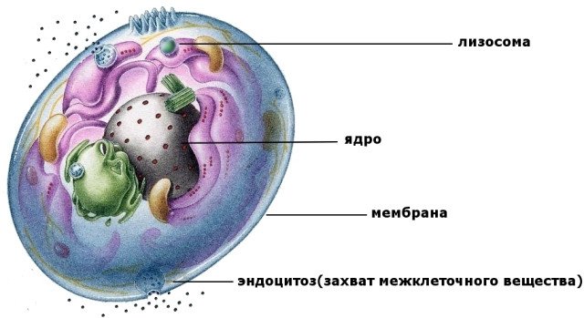 Строение лизосомы клетки