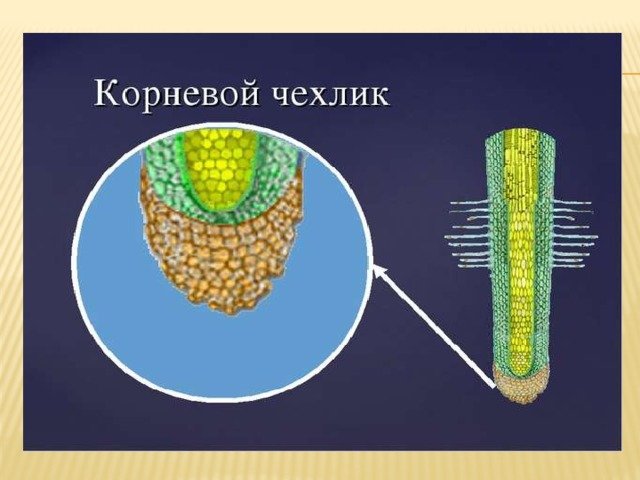 Строение корня чехлик