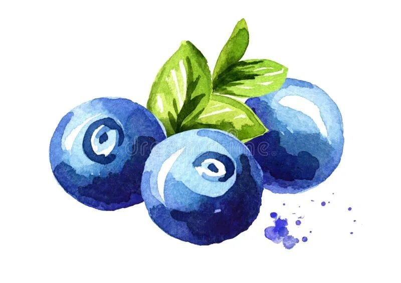 Черника рисунок