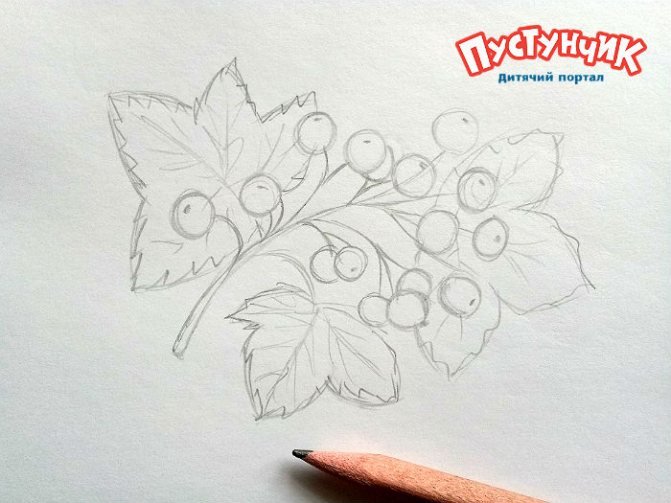 Ветка калины рисунок карандашом