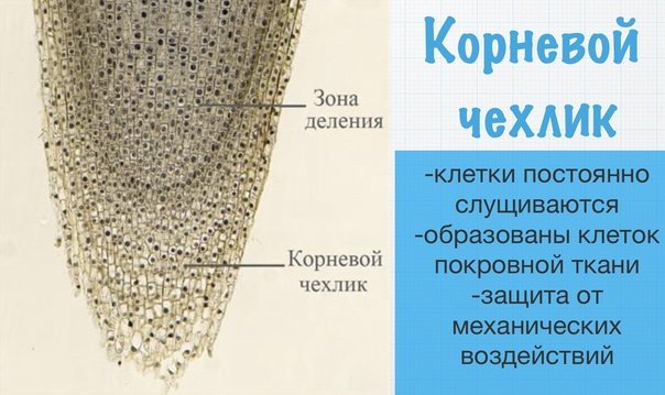 Строение корня чехлик