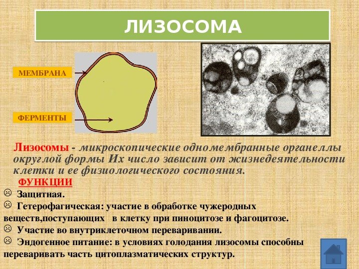 Лизосомы в грибной клетке