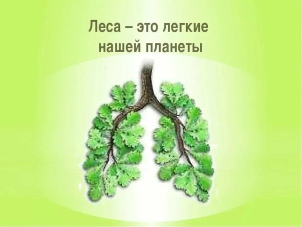 Лес легкие