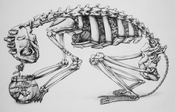 Скелет кошки рисунок
