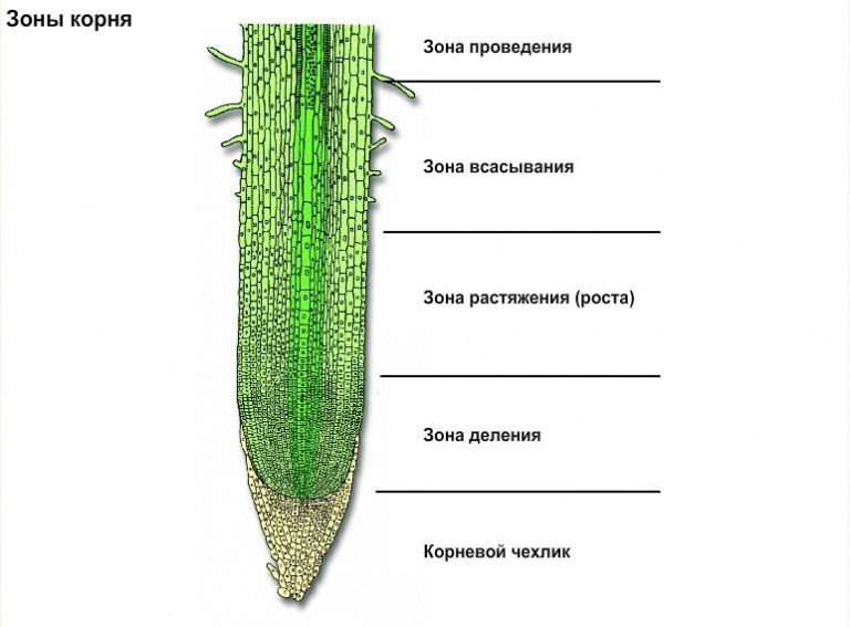 Корневой чехлик строение