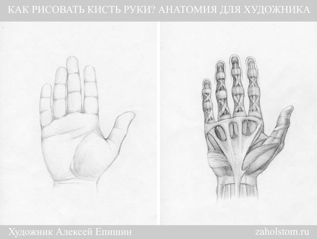 Анатомия кисти руки для художников