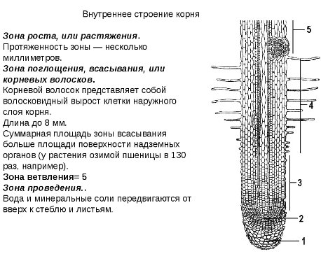 Клеточное строение корня и ткань