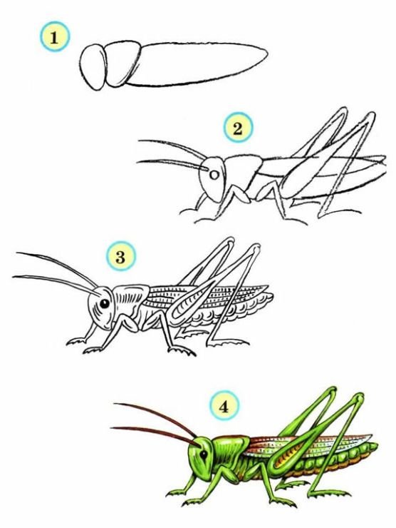 Насекомые рисунок