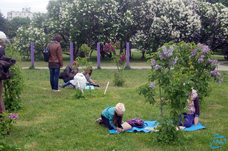 Сиреневый сад Великий Новгород