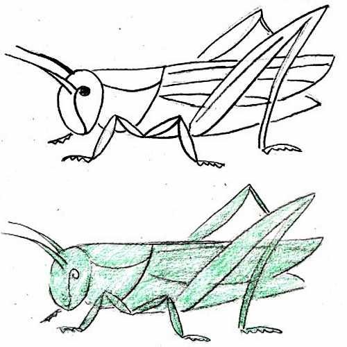Кузнечик рисунок карандашом