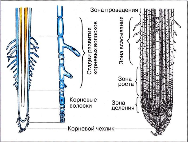 Структура внутренняя строения корня