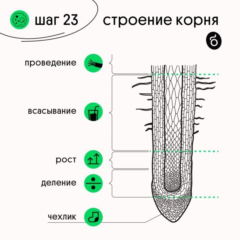 Корневой чехлик