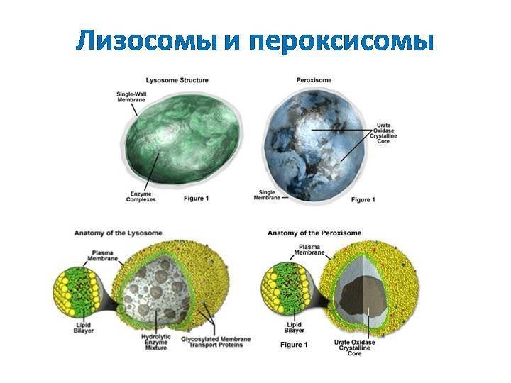 Пероксисома строение и функции