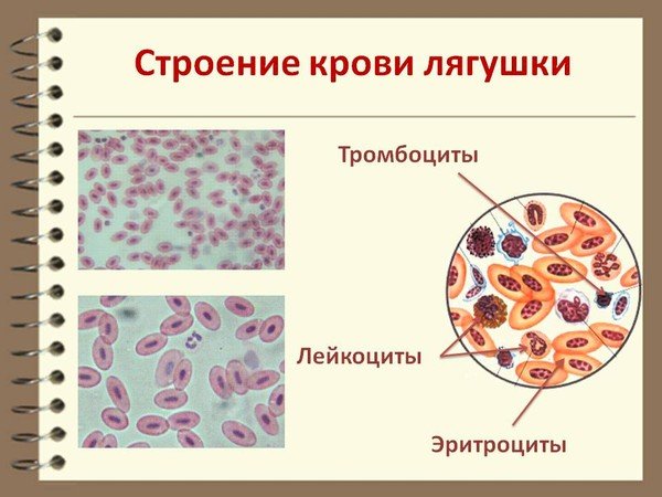 Эритроциты в крови лягушки под микроскопом