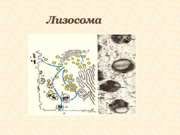 Лизосомы рисунок биология