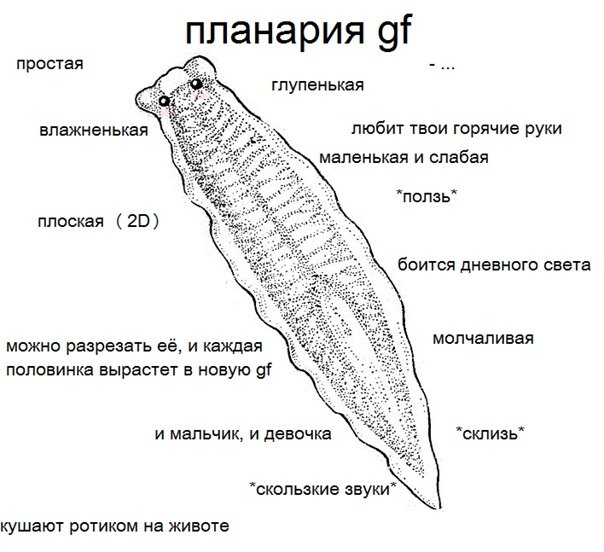 Плоские черви строение планарии