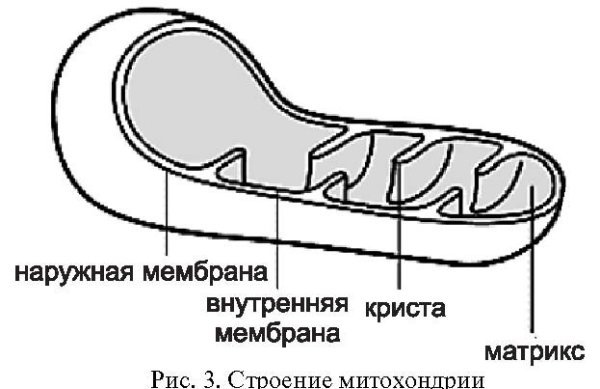 Схематичное строение митохондрии