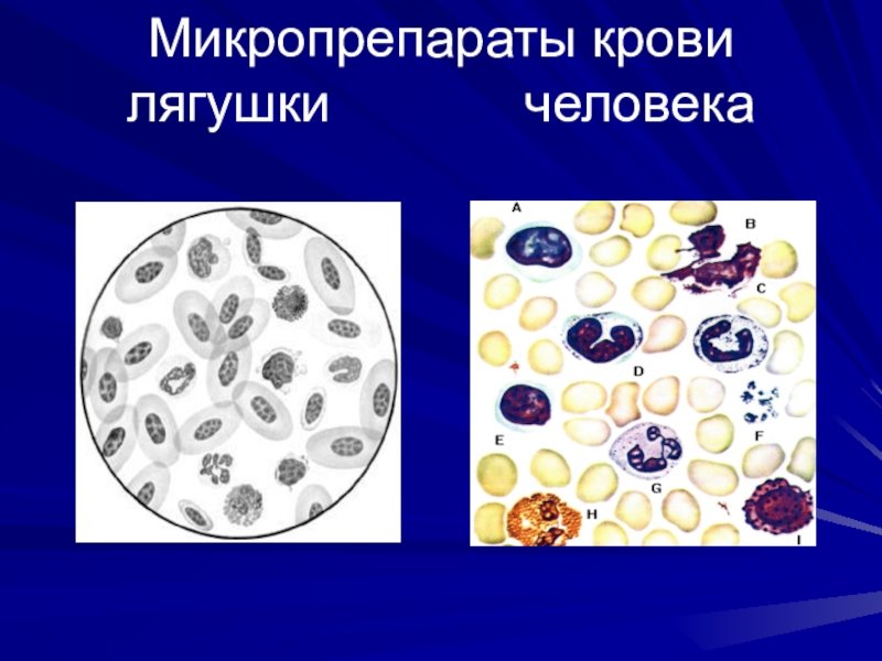 Лейкоциты лягушки строение