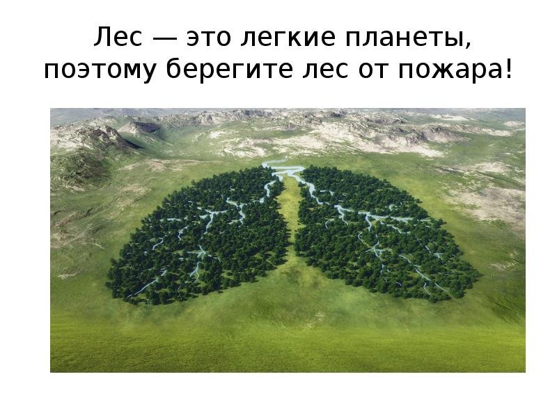 Лес легкие планеты