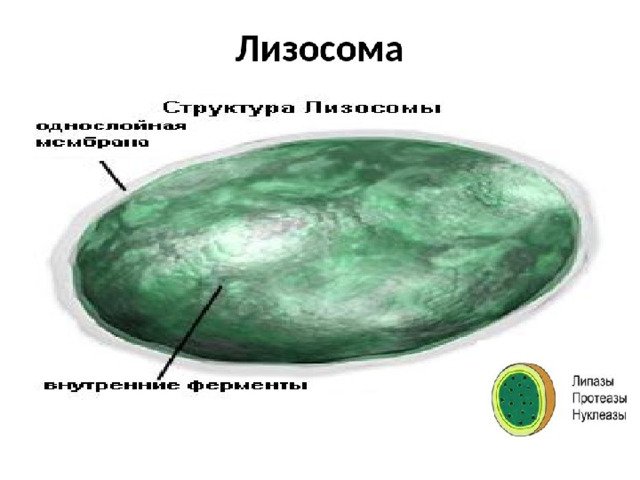 Схема строения лизосомы