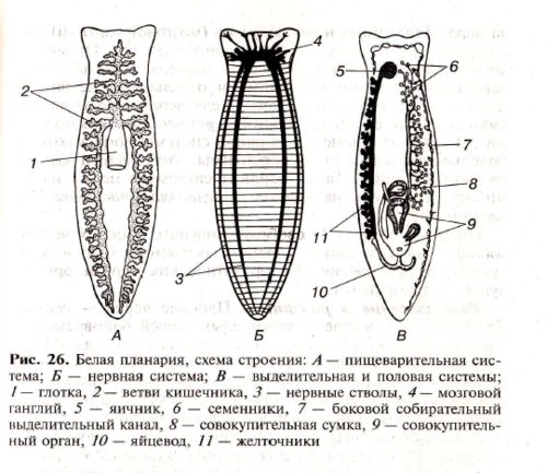 Молочная планария внутреннее строение