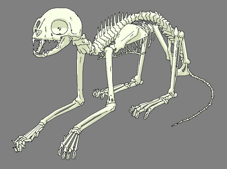 Скелет кота рисунок