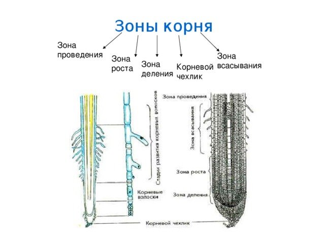 Корневой чехлик зона всасывания зона роста