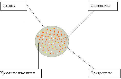 Лейкоциты лягушки строение