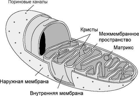 Митохондрия строение черно белый рисунок