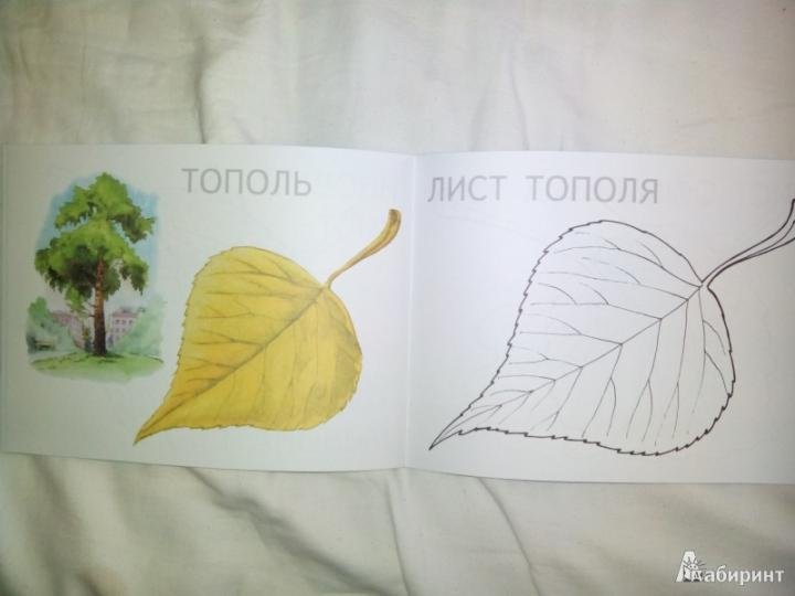 Тополиный лист рисунок