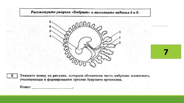 Эмбрион млекопитающего Рохлов