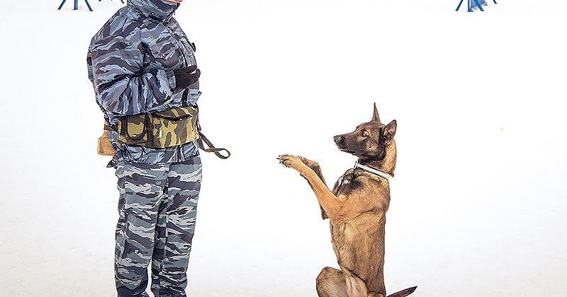 Кинолог с собакой рисунок