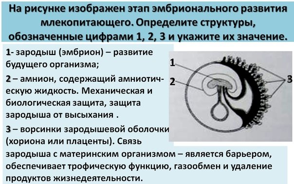 Эмбрион млекопитающего ЕГЭ биология