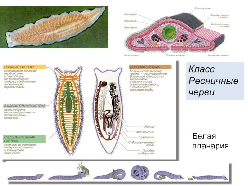 Турбеллярия и планария