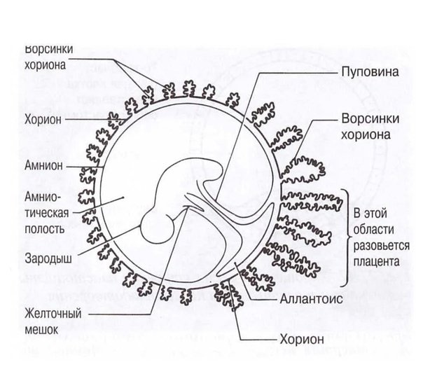 Строение зародыша хорион