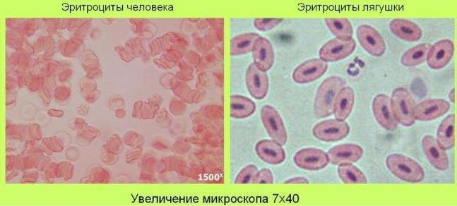 Кровь лягушки под микроскопом