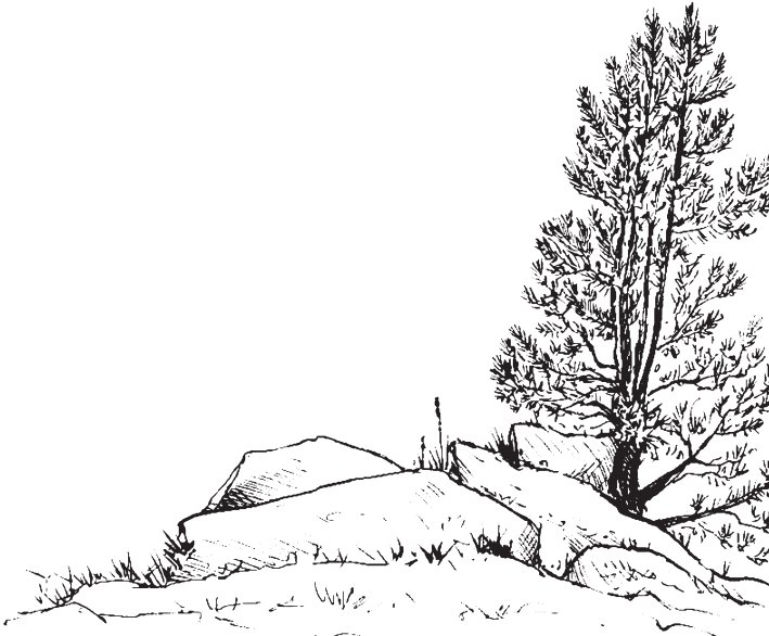 Рисунки тайги лёгкие
