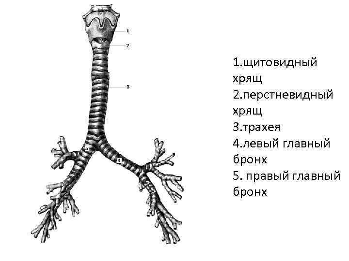 Гортань трахея бронхи строение