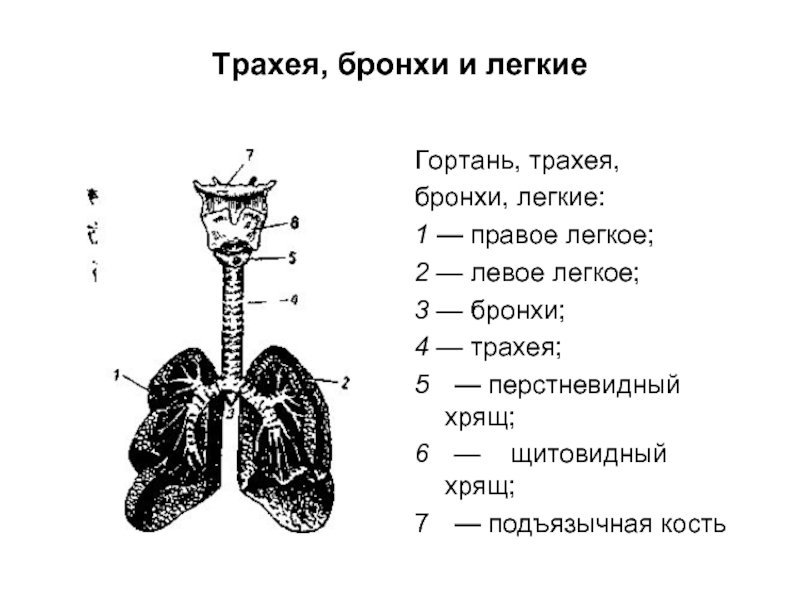 Строение гортани трахеи бронхов