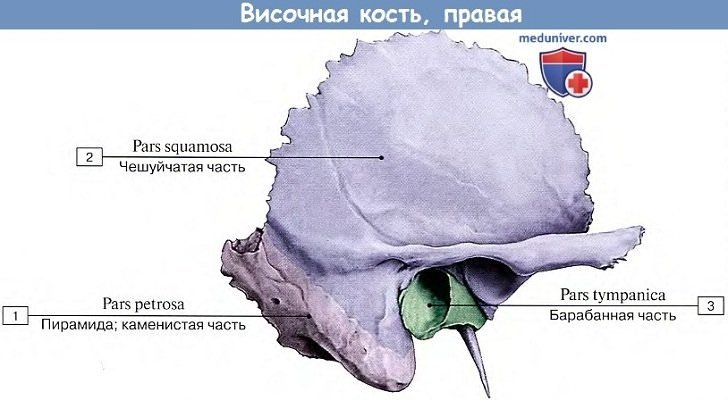 Височная кость анатомия каменистая часть