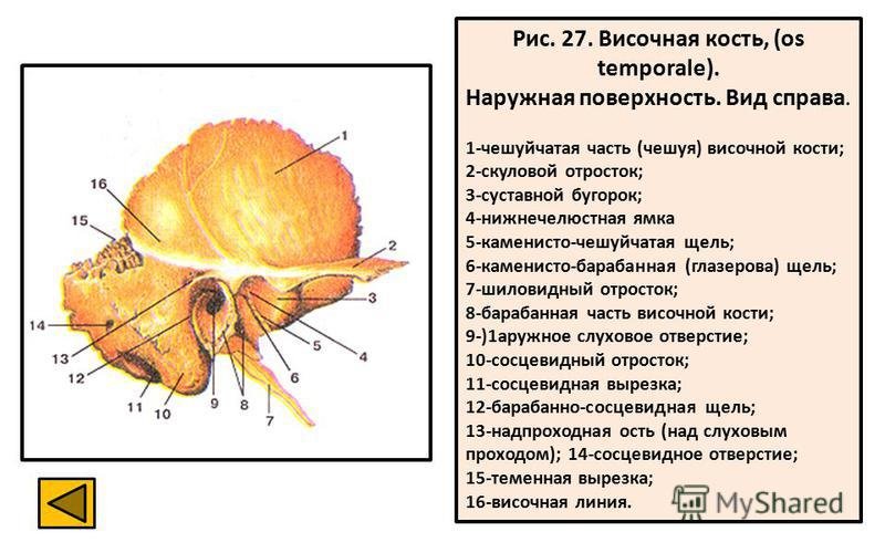 Каменисто барабанная щель височной кости