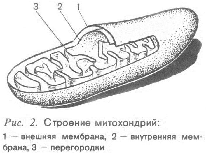 Строение митохондрии рисунок