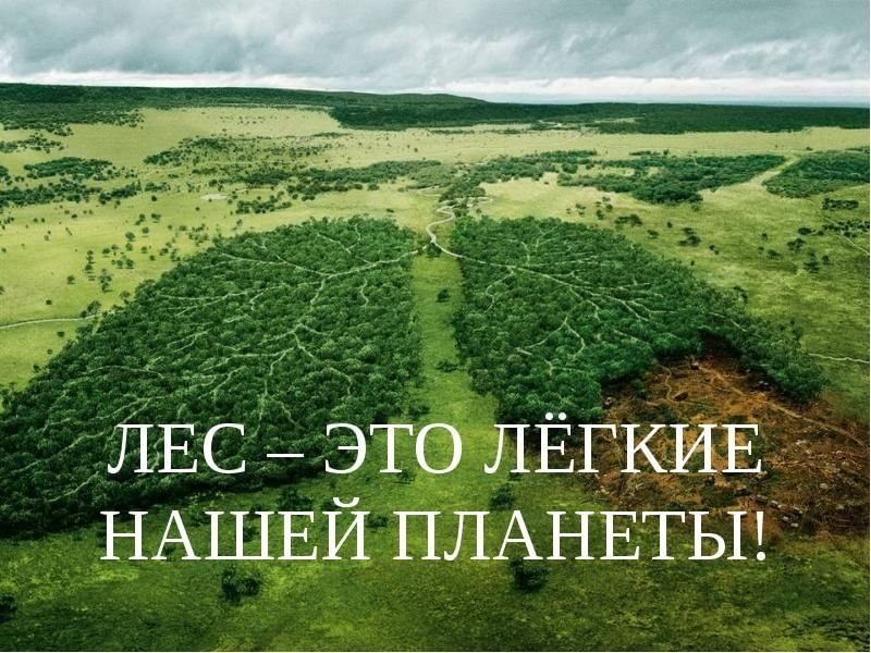 Лес легкие планеты
